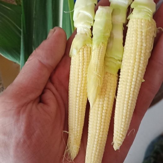 桂林纯正水果玉米笋嫩甜脆爽汁多