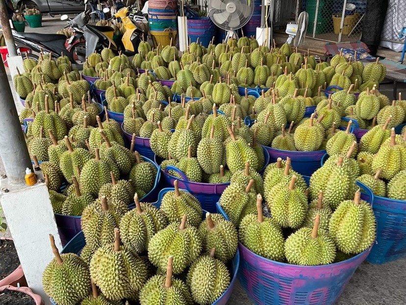 榴莲批发，泰国榴莲，工厂定制，大宗批发