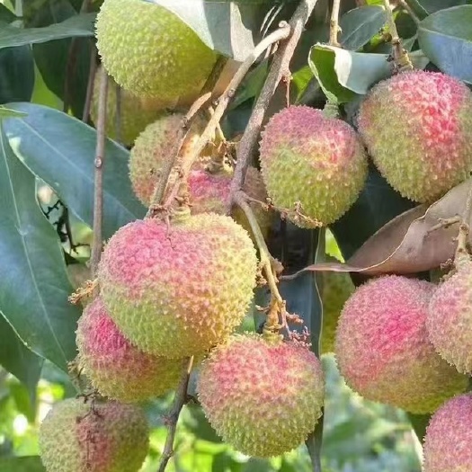 灵山县代收妃子笑，黑叶，荔枝