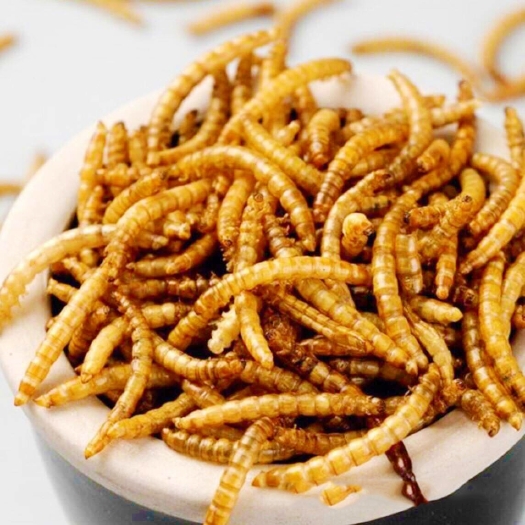 菏泽黄粉虫