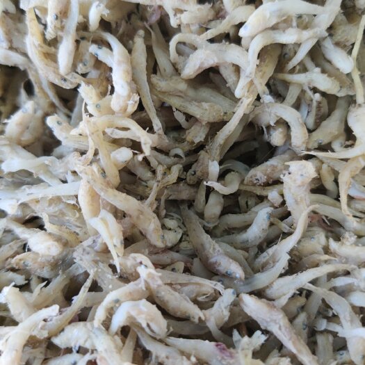 滨州纯深海野生虾，鱼。蟹饵料鱼，纯一手货源。产地直发。