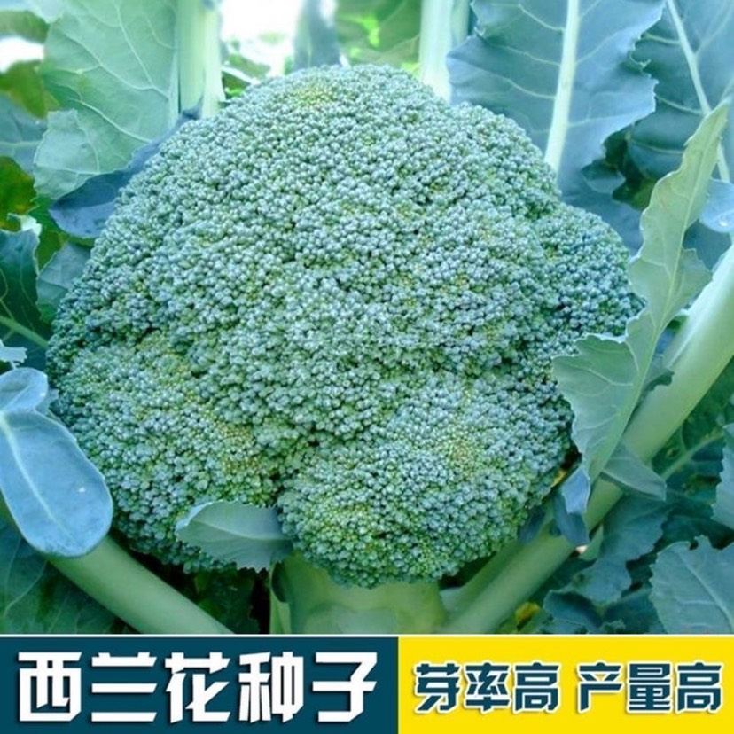 西兰花种子绿宝65天青花菜种绿色西兰花种子籽蔬菜种子