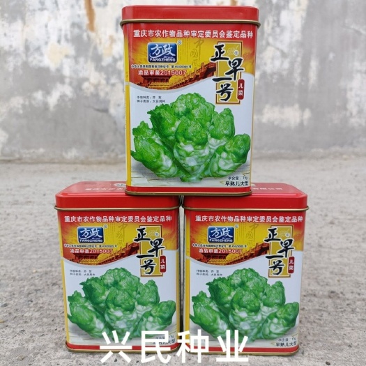 华容县重庆方政正早一号儿菜种子 芥菜种子 娃娃菜抱子芥菜大田儿菜种