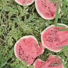 天津台头西瓜脆甜