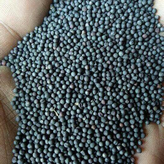 重庆市油菜籽