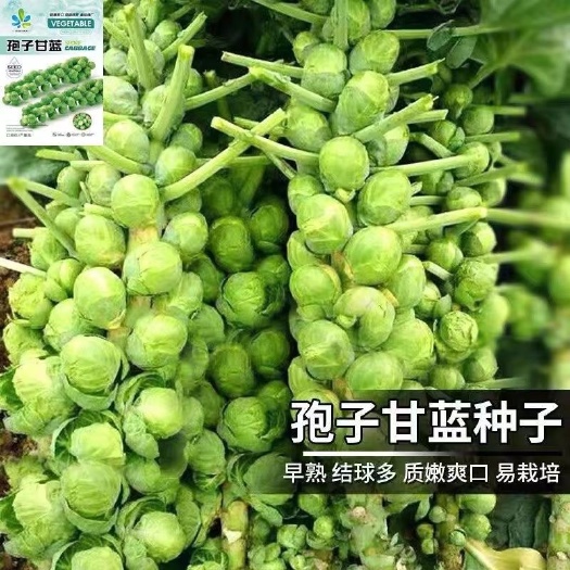 长沙抱子甘蓝种子小包菜营养包心菜种籽苗四季盆栽大田蔬菜种