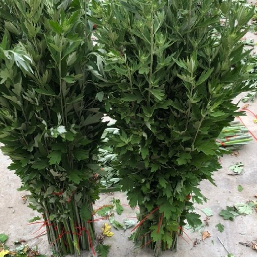 我是艾草种植大户,有大量新鲜艾草批发,现割现发货