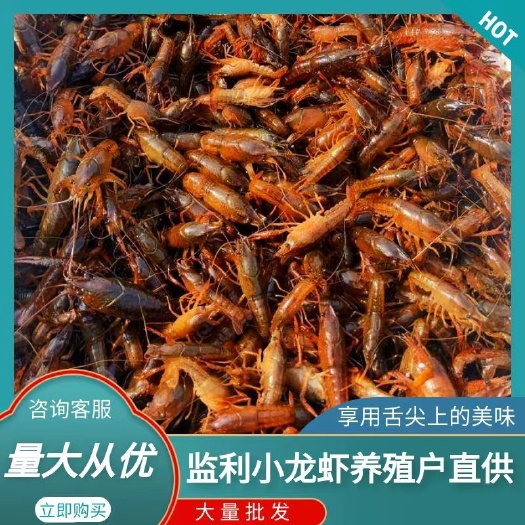 监利市湖北监利县优质虾苗！诚信第一！淡水养殖规格齐全程技术指导