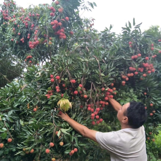 博罗县2025年罗浮山桂味荔枝新鲜荔枝批发自家果园