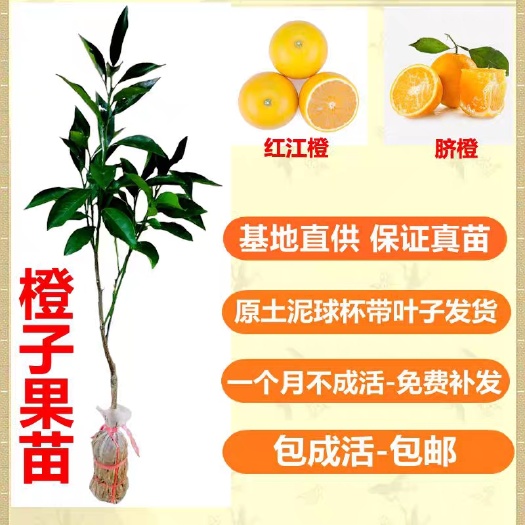 灵山县红江橙苗