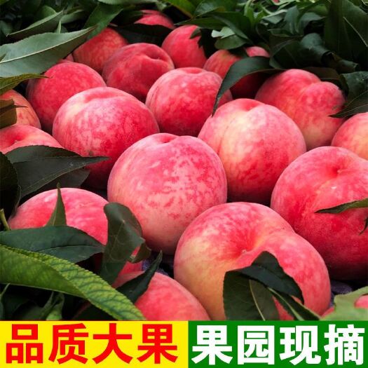 临猗县【果园直供】水蜜桃油桃薄皮毛桃当季新鲜应季红皮孕妇水果整箱