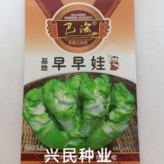华容县四川儿菜种子方政早早娃儿菜早熟抱子芥菜娃娃菜胖儿菜种籽基地种
