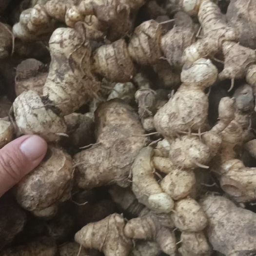 连南县黄精