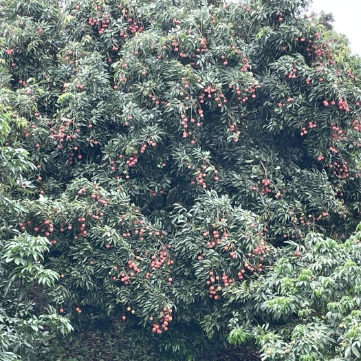 湛江鸡嘴荔枝