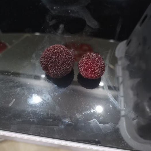 慈溪市慈溪横河荸荠杨梅1元硬币大小无农药，支持一件代发