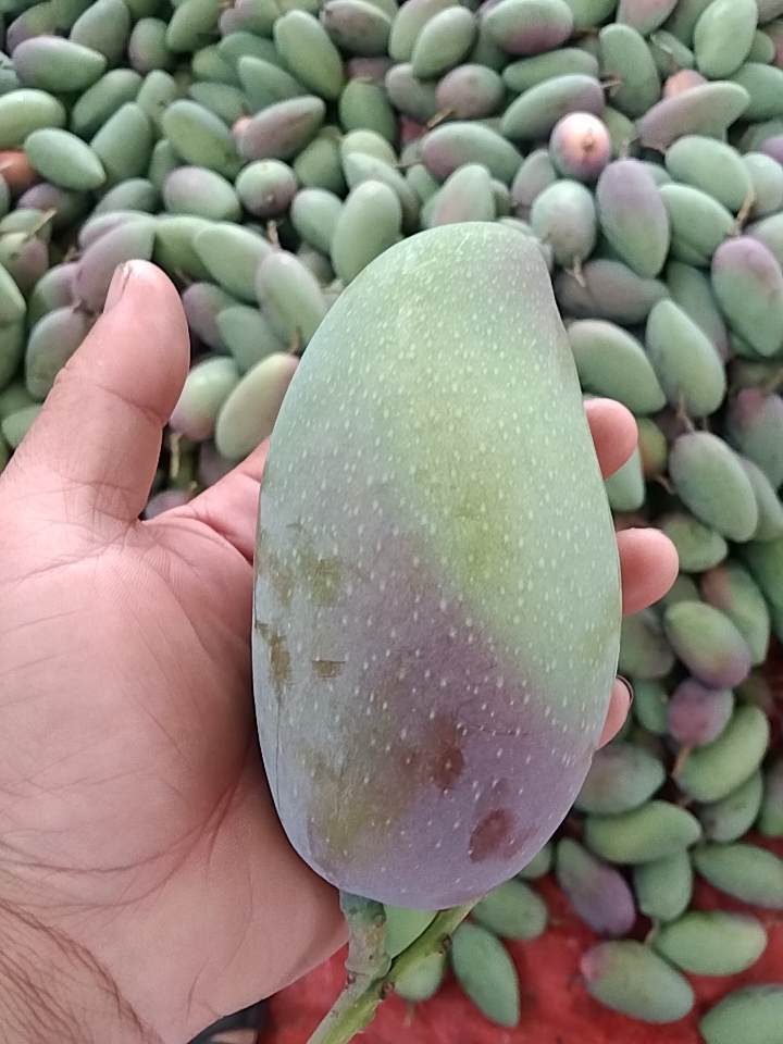 百色贵妃芒，产地货源，一件代发运费自理