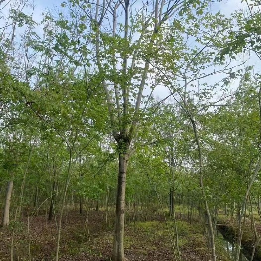 15-25黄山栾树