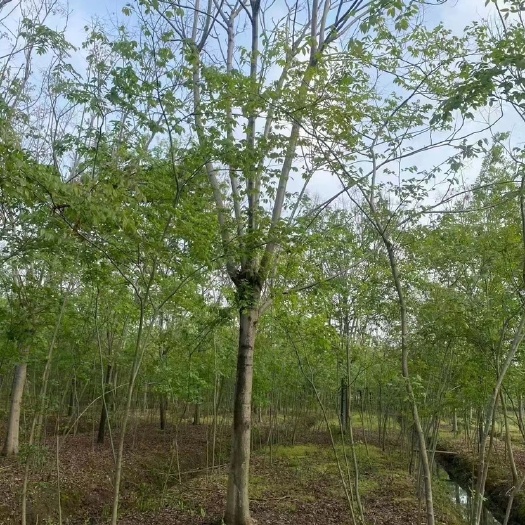 海宁市15-25黄山栾树