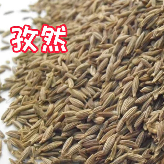 印度孜然大颗粒无硫无杂无粉末烧烤肉串香辛料调味料新疆孜然批发