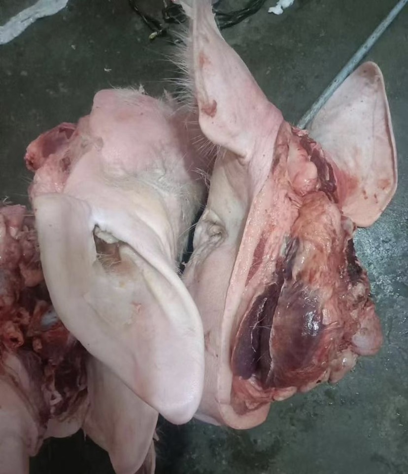 猪头出售