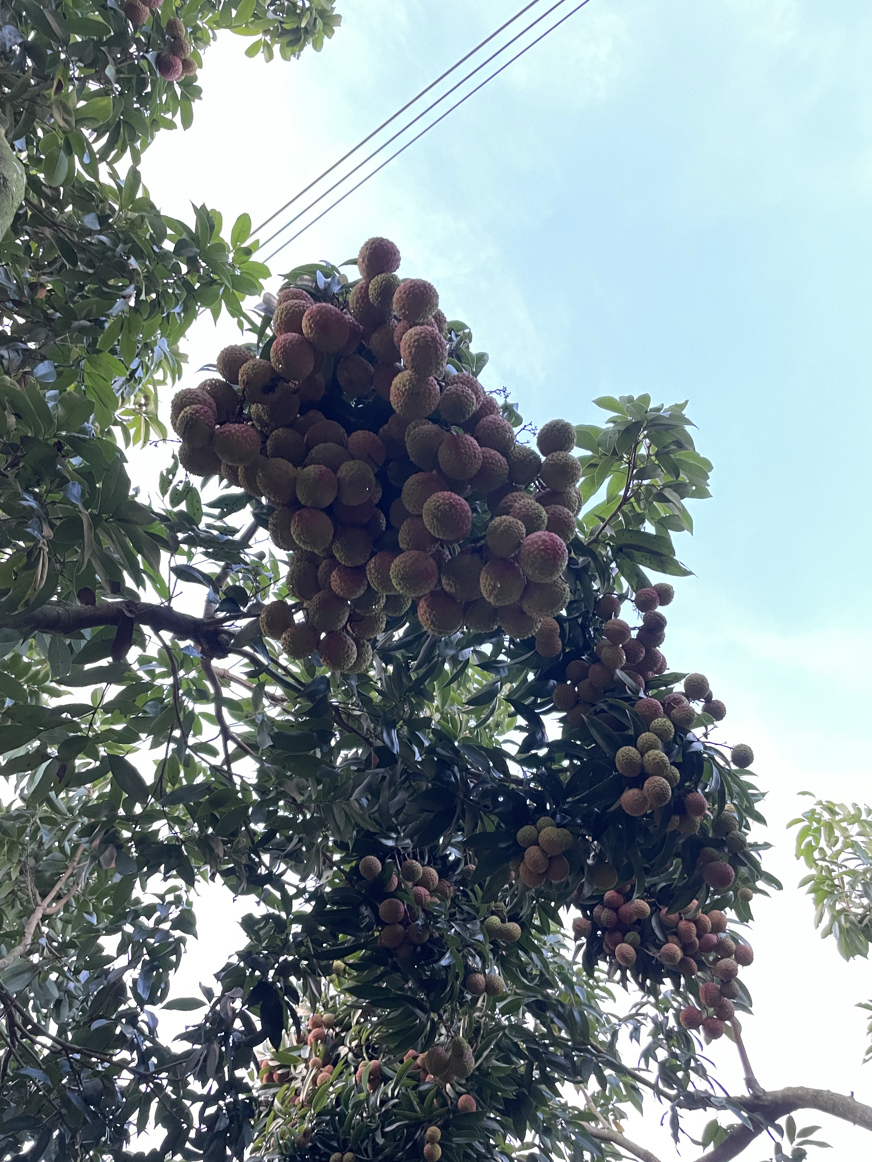 鸡嘴荔枝