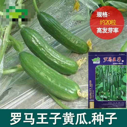 罗马王子全雌型水果黄瓜种子农田菜园基地杂交无刺深绿青瓜蔬菜籽