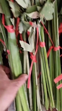 长丰县蕲艾