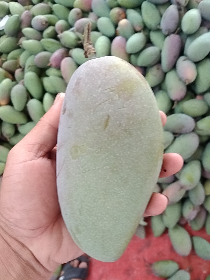 百色贵妃芒，产地货源，一件代发运费自理