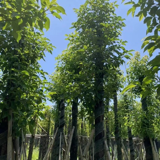 揭阳香樟10分杀头货，保证质量，严关把守，现货价格优势，基地直销