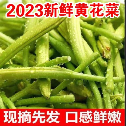 利辛县新鲜黄花菜