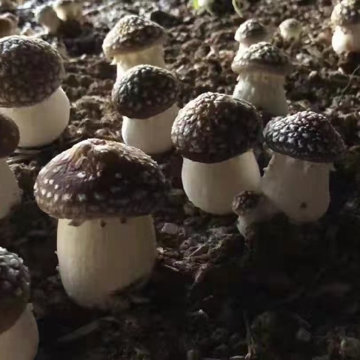 庄河市辽宁产反季节大球盖赤松茸
