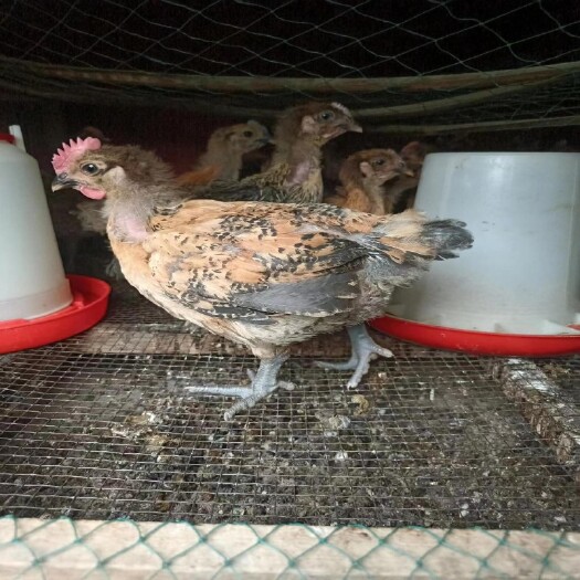 土鸡苗 三黄鸡苗 麻鸡苗 脱温鸡 半大鸡苗 芦花鸡 五黑鸡苗