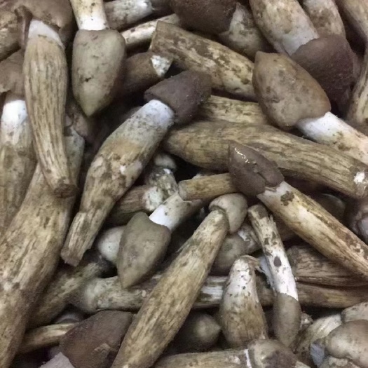 广州荔枝菌