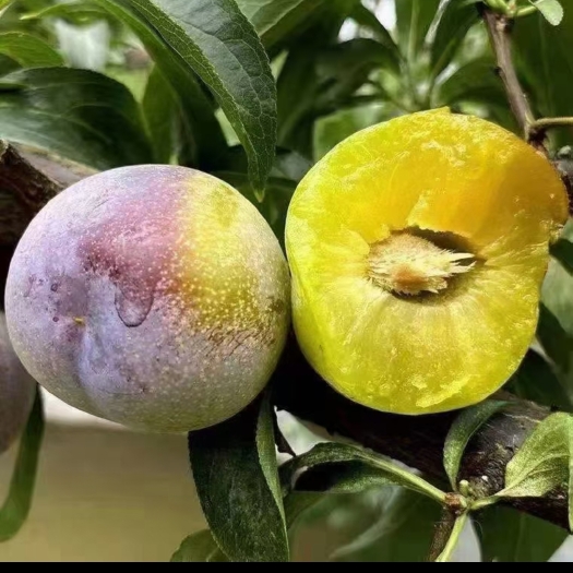 绥江县半边红脱骨李