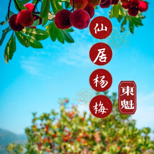 【果期结束】浙江台州仙居杨梅,2023东魁杨梅