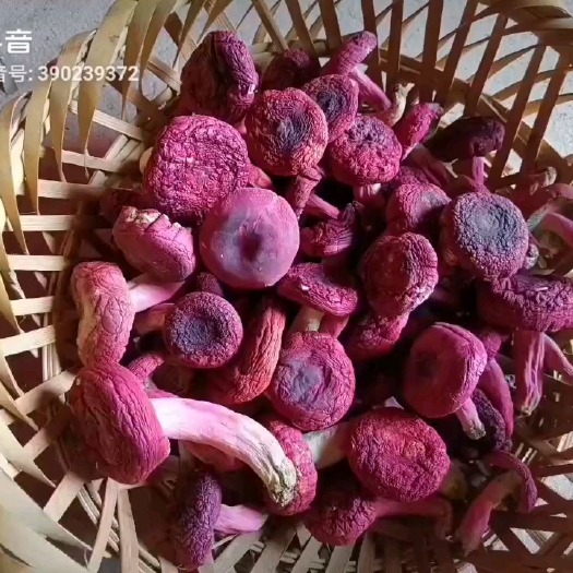 广西梧州藤县象棋野生精品红菇