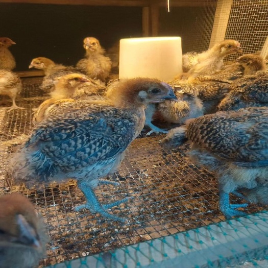 潮州土鸡苗 三黄鸡苗 麻鸡苗 脱温鸡 半大鸡苗 芦花鸡 五黑鸡苗