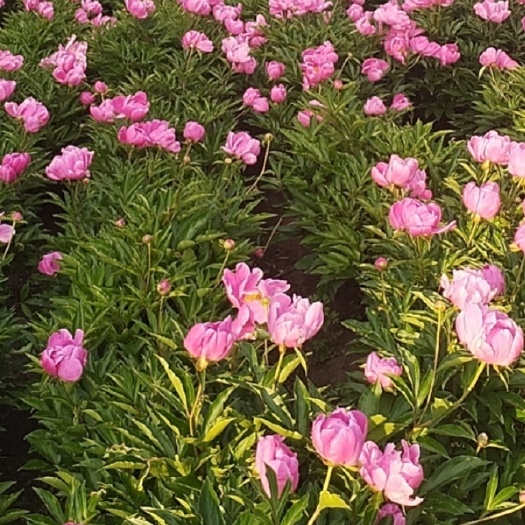 哈尔滨春季产品上市，春季赤芍花 单掰芍药花