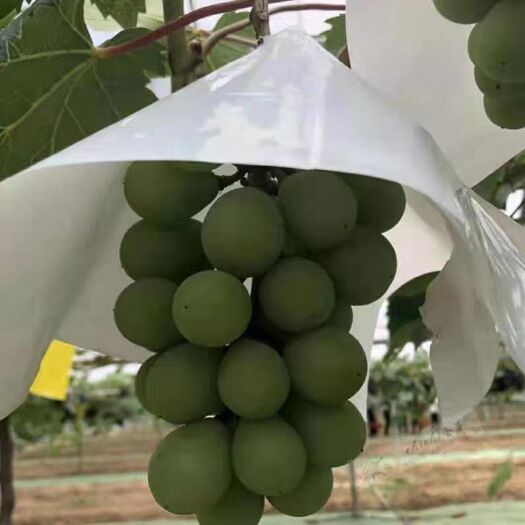 合肥葡萄伞罩 外包装袋