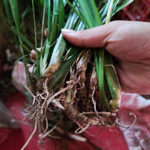 洪雅县野生石菖蒲苗