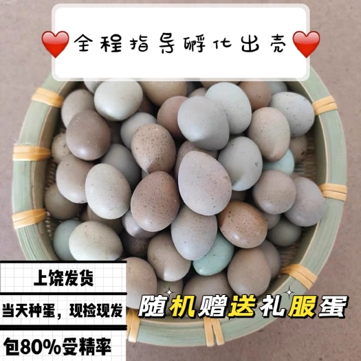 上饶芦丁鸡蛋网红鸡蛋迷你鸡种蛋受精蛋可孵化德系小小鸡蛋
