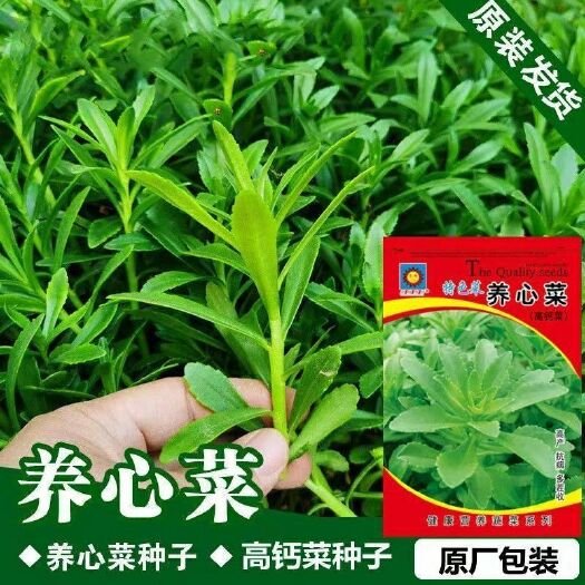 兴宁市救心菜种子高钙养心菜景天三七种子可食用野菜农田菜园四季播种