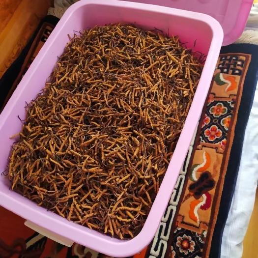 康定市来自海拔甘孜4500米高山的新鲜虫草