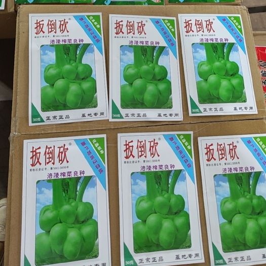 眉山重庆涪陵榨菜种子/扳倒砍榨菜种子/