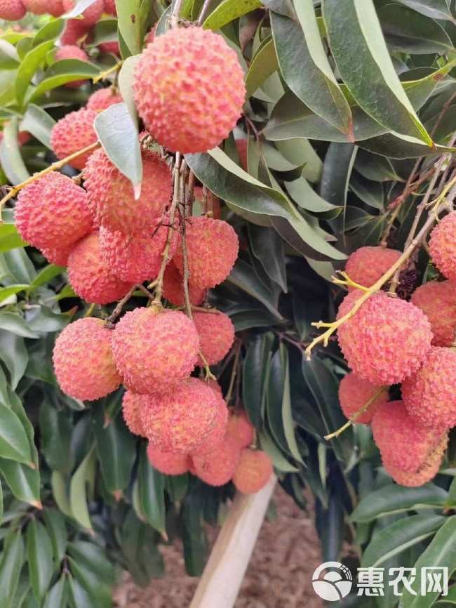 桂味荔枝，核小，无虫冷链专送