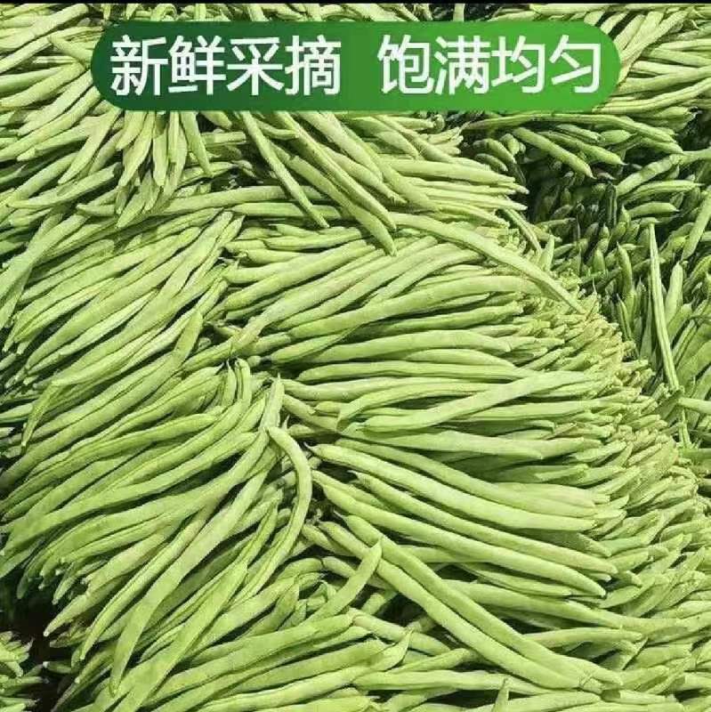 长阳土家族自治县四季豆，湖北高山四季豆，架豆，无筋豆，精品