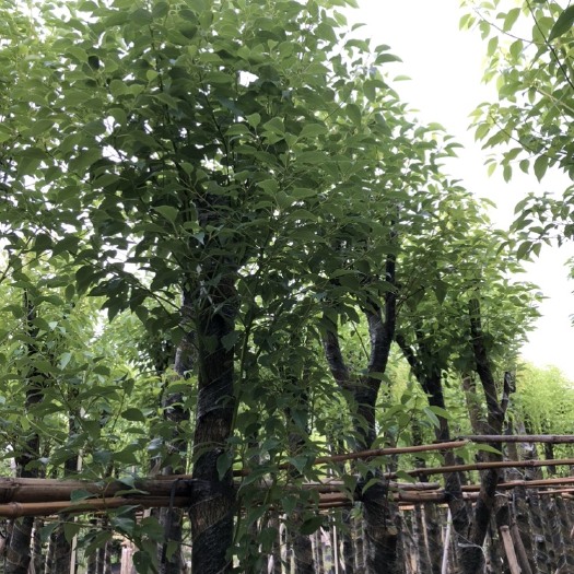 普宁市小叶樟