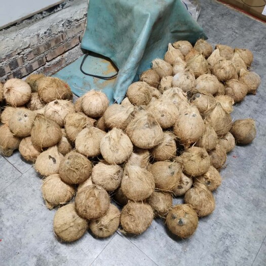 文昌市老椰子清补凉榨奶一年四季有货