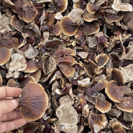 冠县小金边灵芝