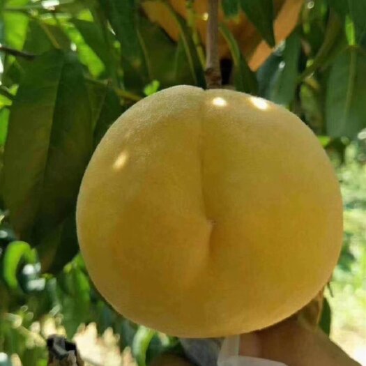通许县黄金蜜一号